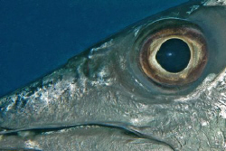 Barracuda close-up.  Key Largo. by David Heidemann 